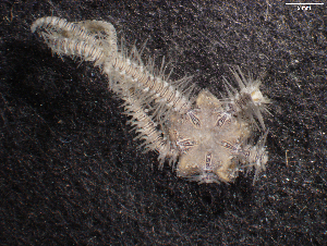  ( - FWRI_I_00703)  @11 [ ] CreativeCommons - Attribution Non-Commercial Share-Alike (2018) Unspecified Fish and Wildlife Research Institute
