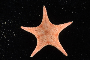  ( - 137842-817)  @11 [ ] by-nc-sa (2020) Paul Larson Fish and Wildlife Research Institute