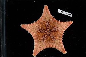  ( - 137884-819)  @11 [ ] by-nc-sa (2020) Paul Larson Fish and Wildlife Research Institute