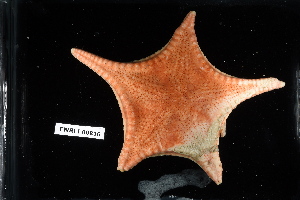  ( - 137841-836)  @11 [ ] by-nc-sa (2020) Paul Larson Fish and Wildlife Research Institute
