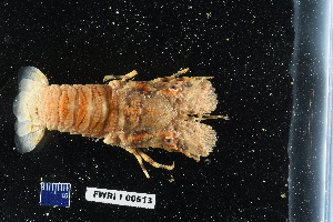  (Scyllarus depressus - FWRI_I_00513)  @11 [ ] CreativeCommons - Attribution Non-Commercial Share-Alike (2018) Unspecified Fish and Wildlife Research Institute