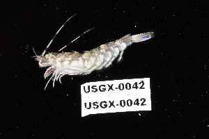  (Sicyonia stimpsoni - USGX-0042)  @11 [ ] CreativeCommons - Attribution Non-Commercial Share-Alike (2018) Unspecified Fish and Wildlife Research Institute