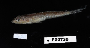  (Paradiplogrammus - FWRI_05222)  @11 [ ] by-nc-sa (2024) Fish and Wildlife Conservation Commission Fish and Wildlife Research Institute