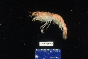  (Glyphocrangonidae - FWRI I 00400)  @11 [ ] CreativeCommons - Attribution Non-Commercial Share-Alike (2019) Unspecified Fish and Wildlife Research Institute