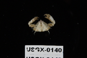  (Heterocrypta granulata - USGX-0140)  @11 [ ] CreativeCommons - Attribution Non-Commercial Share-Alike (2018) Unspecified Fish and Wildlife Research Institute