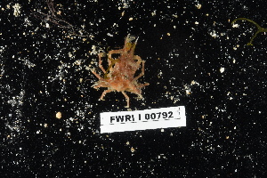  (Macrocoeloma camptocerum - FWRI I 00792)  @11 [ ] CreativeCommons - Attribution Non-Commercial Share-Alike (2019) Unspecified Fish and Wildlife Research Institute