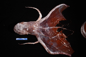  (Tremoctopus violaceus - FWRI_I_00267)  @11 [ ] CreativeCommons - Attribution Non-Commercial Share-Alike (2018) Unspecified Fish and Wildlife Research Institute