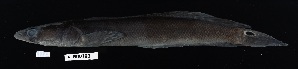  (Channa aurolineata - FWRI_05573)  @11 [ ] by-nc-sa (2025) Fish and Wildlife Conservation Commission Fish and Wildlife Research Institute