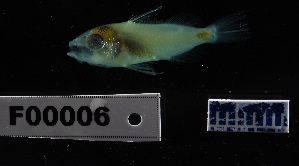  ( - FWRI 03592)  @11 [ ] CreativeCommons - Attribution Non-Commercial Share-Alike (2017) Unspecified Fish and Wildlife Research Institute