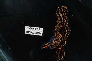  ( - SMPA-0052)  @11 [ ] CreativeCommons - Attribution Non-Commercial Share-Alike (2018) Unspecified Fish and Wildlife Research Institute