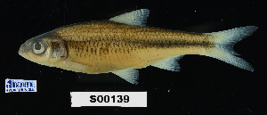  (Luxilus chrysocephalus - FWRI 02087)  @11 [ ] CreativeCommons - Attribution Non-Commercial Share-Alike (2017) Unspecified Fish and Wildlife Research Institute