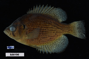  ( - FWRI 02151)  @11 [ ] CreativeCommons - Attribution Non-Commercial Share-Alike (2017) Unspecified Fish and Wildlife Research Institute