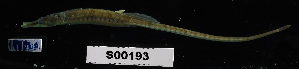  ( - FWRI 03481)  @11 [ ] CreativeCommons - Attribution Non-Commercial Share-Alike (2017) Unspecified Fish and Wildlife Research Institute