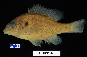  ( - FWRI 02127)  @11 [ ] CreativeCommons - Attribution Non-Commercial Share-Alike (2017) Unspecified Fish and Wildlife Research Institute
