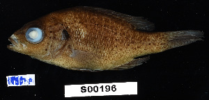  ( - FWRI 02455)  @11 [ ] CreativeCommons - Attribution Non-Commercial Share-Alike (2017) Unspecified Fish and Wildlife Research Institute