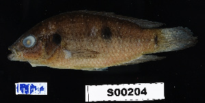  ( - FWRI 02356)  @11 [ ] CreativeCommons - Attribution Non-Commercial Share-Alike (2017) Unspecified Fish and Wildlife Research Institute