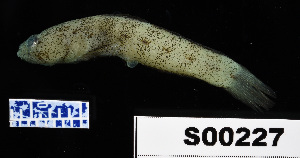  ( - FWRI 03338)  @11 [ ] CreativeCommons - Attribution Non-Commercial Share-Alike (2017) Unspecified Fish and Wildlife Research Institute