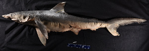  (Carcharhinus isodon - FWRI 03942)  @11 [ ] CreativeCommons - Attribution Non-Commercial Share-Alike (2017) Unspecified Fish and Wildlife Research Institute