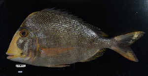  ( - FWRI 04233)  @11 [ ] CreativeCommons - Attribution Non-Commercial Share-Alike (2019) Fish and Wildlife Conservation Commission Fish and Wildlife Research Institute