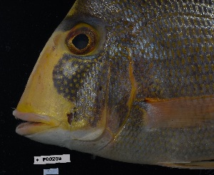  ( - FWRI 04233)  @11 [ ] CreativeCommons - Attribution Non-Commercial Share-Alike (2019) Fish and Wildlife Conservation Commission Fish and Wildlife Research Institute