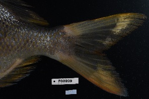  ( - FWRI 04233)  @11 [ ] CreativeCommons - Attribution Non-Commercial Share-Alike (2019) Fish and Wildlife Conservation Commission Fish and Wildlife Research Institute