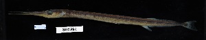  ( - FWRI 03060)  @11 [ ] by-nc-sa (2020) Fish and Wildlife Conservation Commission Fish and Wildlife Research Institute