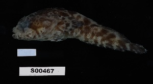 (Opsanus pardus - FWRI 04227)  @11 [ ] by-nc-sa (2020) Fish and Wildlife Conservation Commission Fish and Wildlife Research Institute