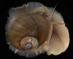  (Neverita delessertiana - FBAR-0173)  @11 [ ] CreativeCommons - Attribution Non-Commercial Share-Alike (2017) Unspecified Fish and Wildlife Research Institute