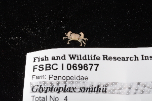  (Glyptoplax smithii - FSBCI69677)  @11 [ ] CreativeCommons - Attribution Non-Commercial Share-Alike (2017) Unspecified Fish and Wildlife Research Institute