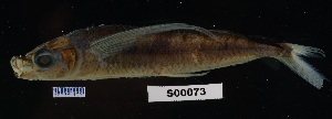  ( - FWRI 02538)  @11 [ ] CreativeCommons - Attribution Non-Commercial Share-Alike (2017) Unspecified Fish and Wildlife Research Institute