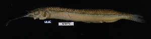  (Hyporhamphus meeki - FWRI 02723)  @11 [ ] CreativeCommons - Attribution Non-Commercial Share-Alike (2017) Unspecified Fish and Wildlife Research Institute