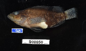  (Serranus subligarius - FWRI 02785)  @11 [ ] CreativeCommons - Attribution Non-Commercial Share-Alike (2017) Unspecified Fish and Wildlife Research Institute