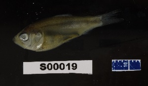  ( - FWRI 03389)  @11 [ ] CreativeCommons - Attribution Non-Commercial Share-Alike (2017) Unspecified Fish and Wildlife Research Institute