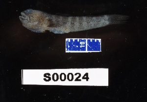  ( - FWRI 03450)  @11 [ ] CreativeCommons - Attribution Non-Commercial Share-Alike (2017) Unspecified Fish and Wildlife Research Institute