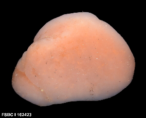  (Aplidium bermudae - FWRI_I_1627)  @11 [ ] by-nc-sa (2022) Fish and Wildlife Conservation Commission Florida Biodiversity Collection at the Florida Fish and Wildlife Research Institute