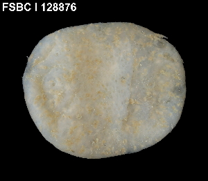  (Aplidium constellatum - FWRI_I_1643)  @11 [ ] by-nc-sa (2015) Fish and Wildlife Conservation Commission Florida Biodiversity Collection at the Florida Fish and Wildlife Research Institute