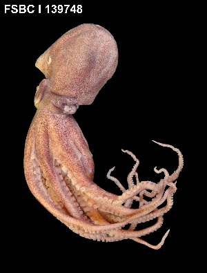  ( - FWRI_I_1670)  @11 [ ] by-nc-sa (2019) Fish and Wildlife Conservation Commission Florida Biodiversity Collection at the Florida Fish and Wildlife Research Institute
