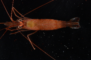  ( - FWRI_I_1681)  @11 [ ] by-nc-sa (2015) Fish and Wildlife Conservation Commission Florida Biodiversity Collection at the Florida Fish and Wildlife Research Institute