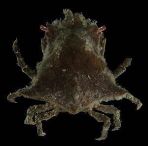  (Macrocoeloma nodipes - SMPA-0042)  @11 [ ] CreativeCommons - Attribution Non-Commercial Share-Alike (2017) Unspecified Fish and Wildlife Research Institute