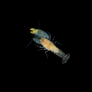  (Synalpheus hemphilli - SMPA-0046)  @11 [ ] CreativeCommons - Attribution Non-Commercial Share-Alike (2017) Unspecified Fish and Wildlife Research Institute