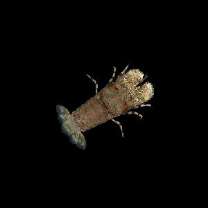  ( - SMPA-0120)  @11 [ ] CreativeCommons - Attribution Non-Commercial Share-Alike (2017) Unspecified Fish and Wildlife Research Institute
