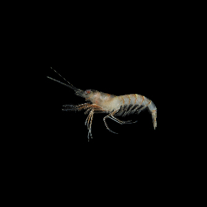 (Solenocera atlantidis - SMPA-0138)  @11 [ ] CreativeCommons - Attribution Non-Commercial Share-Alike (2017) Unspecified Fish and Wildlife Research Institute