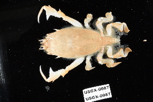  ( - 138177-USGX 0087)  @11 [ ] by-nc-sa (2020) Paul Larson Fish and Wildlife Research Institute