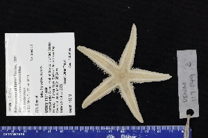  (Astropecten alligator - USNM 1171049B)  @11 [ ] CreativeCommons - Attribution Non-Commercial Share-Alike (2017) Unspecified Fish and Wildlife Research Institute