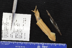  ( - USNM727774)  @11 [ ] CreativeCommons - Attribution Non-Commercial Share-Alike (2017) Unspecified Fish and Wildlife Research Institute