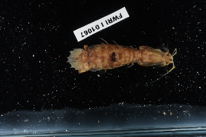  (Squilla grenadensis - FWRI I 01067)  @11 [ ] CreativeCommons - Attribution Non-Commercial Share-Alike (2019) Unspecified Fish and Wildlife Research Institute