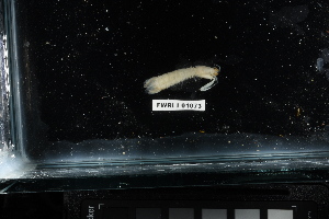  (Squilla chydaea - FWRI I 01073)  @11 [ ] CreativeCommons - Attribution Non-Commercial Share-Alike (2019) Unspecified Fish and Wildlife Research Institute