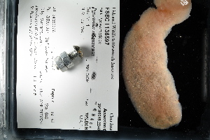  ( - FWRI I 00924)  @11 [ ] CreativeCommons - Attribution Non-Commercial Share-Alike (2019) Unspecified Fish and Wildlife Research Institute