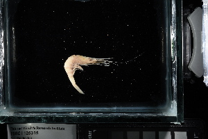  ( - FWRI I 00971)  @11 [ ] CreativeCommons - Attribution Non-Commercial Share-Alike (2019) Unspecified Fish and Wildlife Research Institute