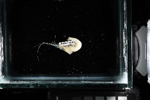  ( - FWRI I 00533)  @11 [ ] CreativeCommons - Attribution Non-Commercial Share-Alike (2019) Unspecified Fish and Wildlife Research Institute
